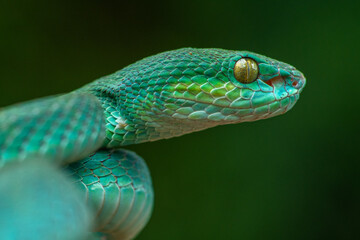Trimeresurus insularis or Indonesian pit viper, Lesser Sunda Islands pit viper, Sunda white-lipped pit viper, red-tailed pit viper is a venomous pit viper species found in eastern Java and the Lesser 