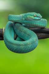 Trimeresurus insularis or Indonesian pit viper, Lesser Sunda Islands pit viper, Sunda white-lipped pit viper, red-tailed pit viper is a venomous pit viper species found in eastern Java and the Lesser 
