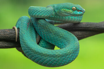 Trimeresurus insularis or Indonesian pit viper, Lesser Sunda Islands pit viper, Sunda white-lipped pit viper, red-tailed pit viper is a venomous pit viper species found in eastern Java and the Lesser 