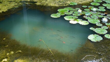 The pond is a river with green water, fish and plants, algae, water lilies and lilies.