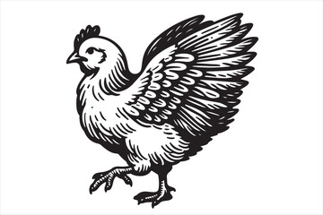 Chicken Illustration this is a editable file
