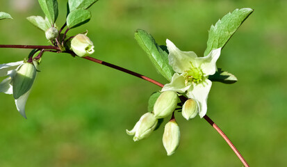 wildflowers, wild Ivy flower photos