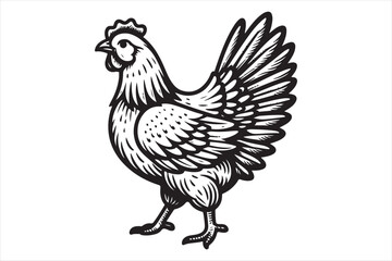 Chicken Illustration this is a editable file