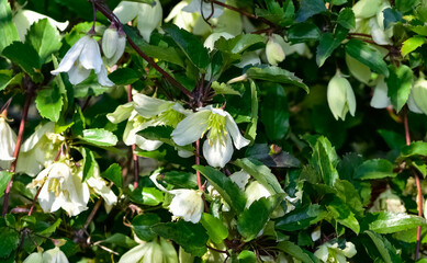 wildflowers, wild Ivy flower photos