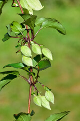 wildflowers, wild Ivy flower photos