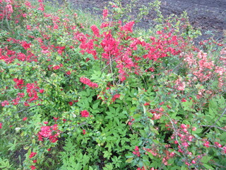 Beautiful flowers different colors in Belarus