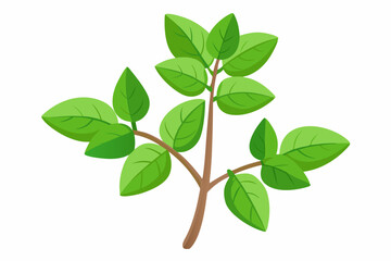Fresh Green Basil Sprig Culinary Herb, Aromatic Leaves, Cooking Ingredient