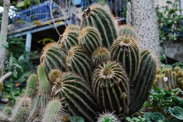 Obraz premium Close-up of an Echinopsis Cactus with Long Spines