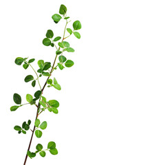 Obraz premium Vibrant Green Branch: A Study in Botanical Beauty