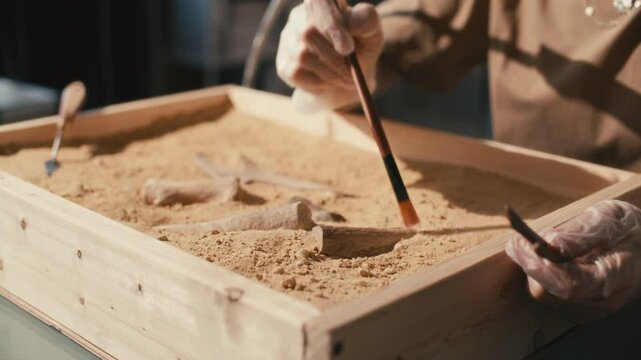 Gloved hands of unrecognizable female archaeologist using brush to uncover archaeological artifacts inside wooden excavation box filled with sand. Close-up shot