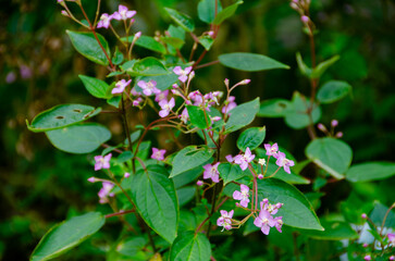 ピンクの可憐な花と緑の葉