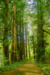A dirt path bathed in dappled sunlight, lined with towering Japanese cedar trees, once part of a major highway in Japan between the 17th and 19th centuries. 
