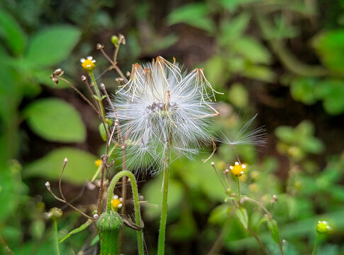  stunning macro photograph of a dandelion seed head with intricate white fluff, surrounded by small yellow flowers and green foliage, creating a serene and natural aesthetic.