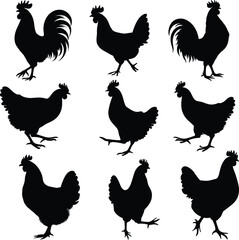 Set of chicken silhouettes collection on white background