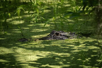 Alligator in the marsh