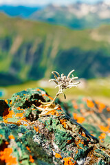 Leontopodium alpinum, Edelweiss, with orange moss on a green rock at Mount Flimjoch, Ischgl, Paznaun, Silvretta, Landeck, Tyrol, Austria