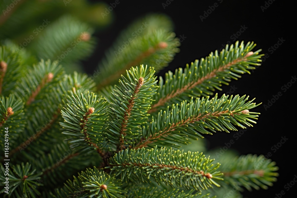 Poster a detailed view of a pine tree branch with needles and bark