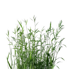 Naklejka premium Lush Green Grass: A vibrant cluster of tall blades against a black backdrop, showcasing the beauty of nature's simple elegance.