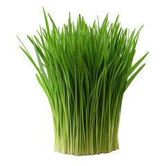 Vibrant Green Wheatgrass: A Lush Cluster of Fresh Sprouts