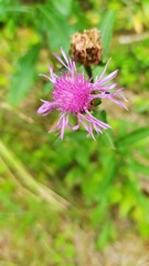 Different closeup pictures of flowers in Belarus