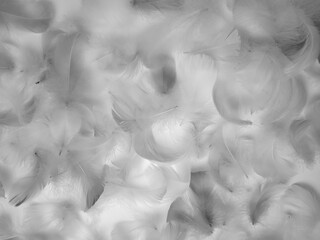 Background of bird feathers. White and black fluffy bird feathers. Beautiful fog. The texture of...