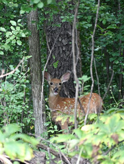 Fawn in the Woods