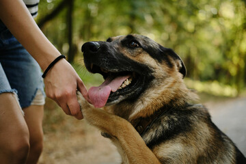 A young woman teaches her dog to give a paw. Pet care concept. A German shepherd is having fun in summer park while walking with female owner. Close view.