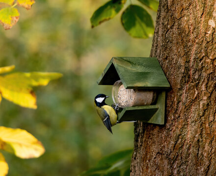 Blue Tit Flew To Feeder In Autumn Forest