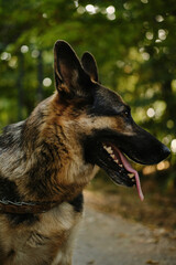 A German shepherd sits on a path in a green summer park during a walk. Portrait of a happy smiling dog in close-up.