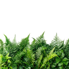 Obraz premium Lush Green Fern and Foliage Border: A Vibrant Display of Nature's Greenery