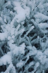 snow covered trees