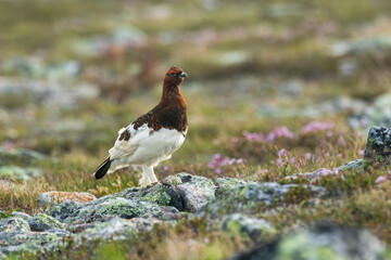 Beautiful male Willow ptarmigan standing on rocky ground on a summer morning and looking around in Urho Kekkonen National Park, Northern Finland