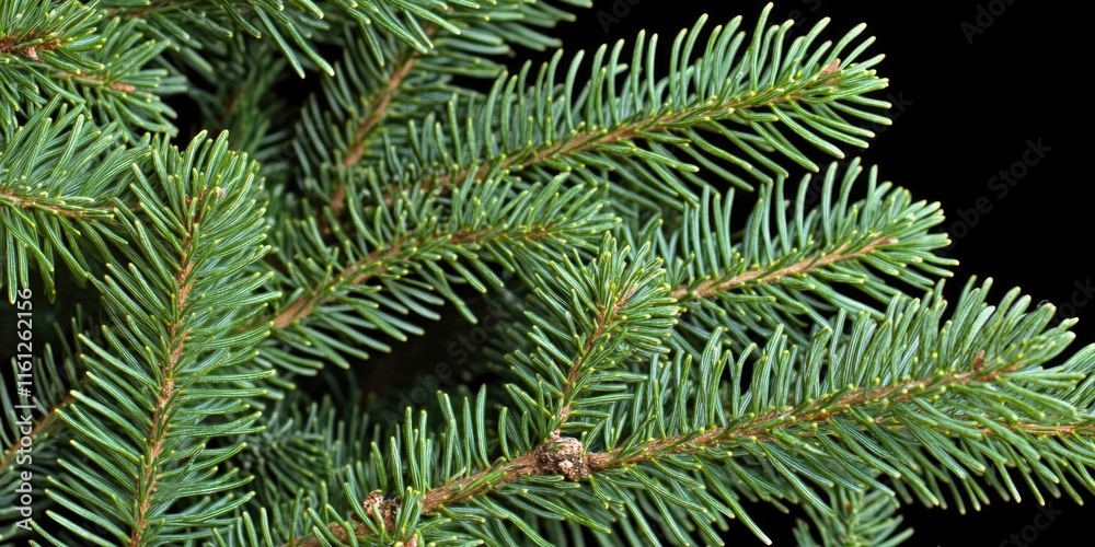 Poster A detailed view of a pine tree branch, highlighting its texture and structure