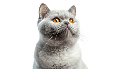 British shorthair cat with bright eyes positioned against a light background showcasing its distinctive features