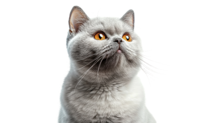 British shorthair cat with bright eyes positioned against a light background showcasing its distinctive features