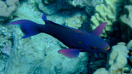 Dusky parrotfish (Scarus niger) undersea, Red Sea, Egypt, Sharm El Sheikh, Montazah Bay