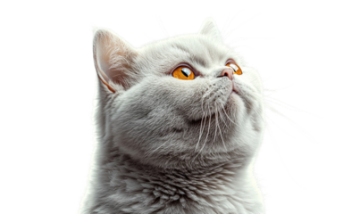 British shorthair cat with striking orange eyes gazes upward against a light background in a serene setting