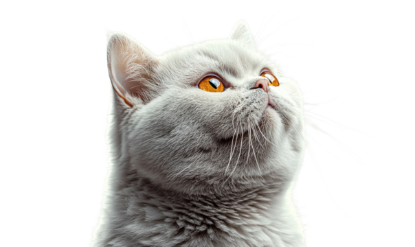 British shorthair cat with striking orange eyes gazes upward against a light background in a serene setting
