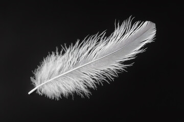 Obraz premium Create wide-angle view of simple feather with minimal details