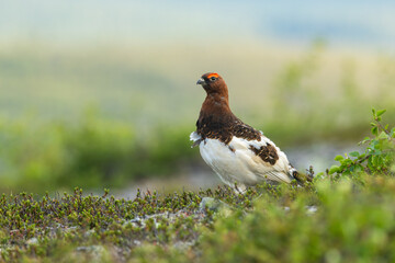 Beautiful male Willow ptarmigan standing on a fell on a summer morning and looking around in Urho Kekkonen National Park, Northern Finland