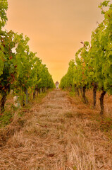 vineyard at sunset in summer 