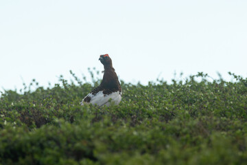 Male Willow ptarmigan standing on a fell and looking watchfully during an early summer morning in Urho Kekkonen National Park, Northern Finland	