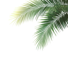 Tropical Palm Fronds Against Black Background
