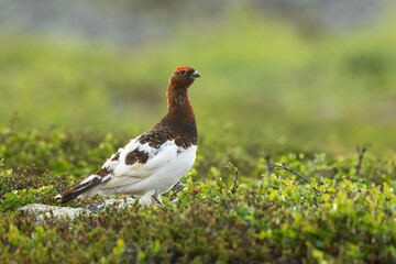 Beautiful male Willow ptarmigan standing on a fell on a summer morning and looking around in Urho Kekkonen National Park, Northern Finland