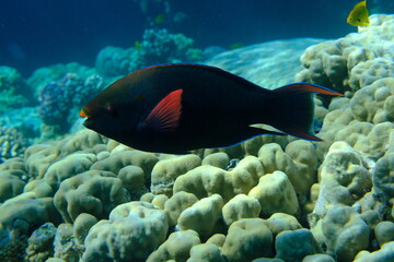 Dusky parrotfish (Scarus niger) undersea, Red Sea, Egypt, Sharm El Sheikh, Montazah Bay