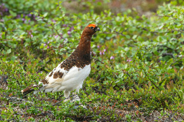 Male Willow ptarmigan standing still on lush shrubs on a summer day in Urho Kekkonen National Park, Northern Finland	