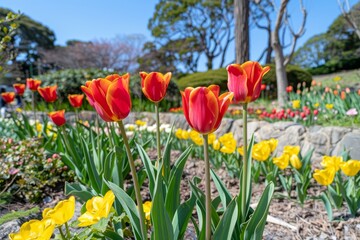 Vibrant Red and Yellow Tulips in Full Bloom, Creating a Stunning Spring Garden Landscape