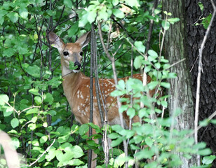 Fawn in the Woods