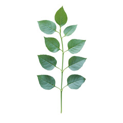 Naklejka premium Green Leaf Branch on Black Background