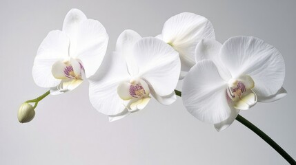 Fototapeta premium Elegant White Phalaenopsis Orchids